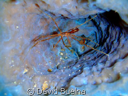 Arrowhead Crab in Soft Coral by David Buelna 